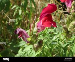Attēlu rezultāti vaicājumam “Antirrhinum majus leaf”
