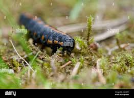 Attēlu rezultāti vaicājumam “Cucullia lucifuga”