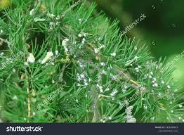 Attēlu rezultāti vaicājumam “Sacchiphantes abietis”