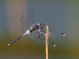Attēlu rezultāti vaicājumam “Leucorrhinia albifrons female”