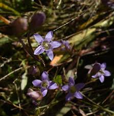 Attēlu rezultāti vaicājumam “Gentianella amarella”