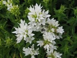 Attēlu rezultāti vaicājumam “Campanula glomerata leaf”