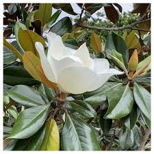 Attēlu rezultāti vaicājumam “Magnolia”