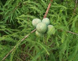 Attēlu rezultāti vaicājumam “Taxodium distichum”