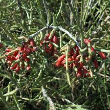 Attēlu rezultāti vaicājumam “Campanula latifolia fruit”