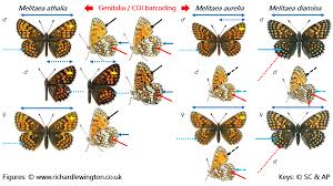 Attēlu rezultāti vaicājumam “Melitaea diamina upperside”