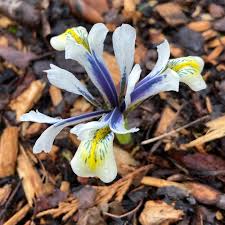 Attēlu rezultāti vaicājumam “Iris reticulata”