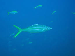 Image result for Elagatis bipinnulata