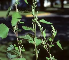 Attēlu rezultāti vaicājumam “Chenopodiaceae”