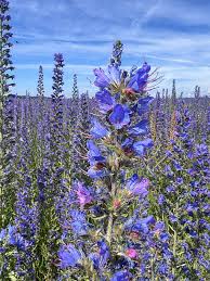 Attēlu rezultāti vaicājumam “Echium vulgare flower”