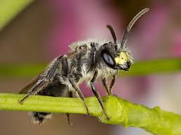 Attēlu rezultāti vaicājumam “Andrena”