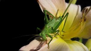 Attēlu rezultāti vaicājumam “Tettigoniodea”