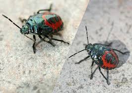 Attēlu rezultāti vaicājumam “Zicrona caerulea nymph”