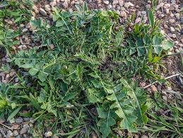 Attēlu rezultāti vaicājumam “Sisymbrium altissimum leaf”
