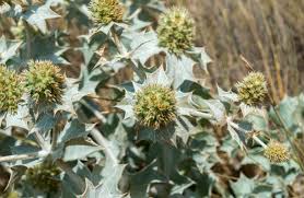 Attēlu rezultāti vaicājumam “Eryngium maritimum leaf”