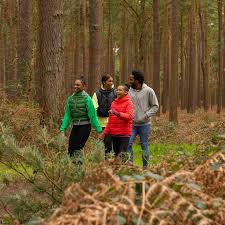 Image result for The Go Ape Experience (Swinley Forest)