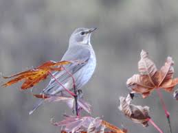 Image result for Turdus ruficollis