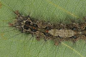 Attēlu rezultāti vaicājumam “Lymantria monacha”