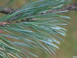 Attēlu rezultāti vaicājumam “Pinus sylvestris leaf”