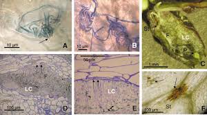 Attēlu rezultāti vaicājumam “Geocrypta galii larva”