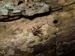 Attēlu rezultāti vaicājumam “Lipoptena cervi”