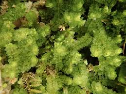 Attēlu rezultāti vaicājumam “Trilophozia quinquedentata”