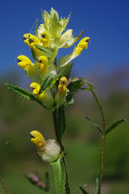 Attēlu rezultāti vaicājumam “Lathraea squamaria fruit”