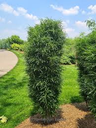 Attēlu rezultāti vaicājumam “Frangula alnus”