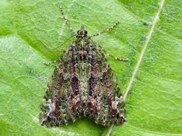 Attēlu rezultāti vaicājumam “Chloroclysta siterata”