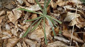 Attēlu rezultāti vaicājumam “Gnaphalium sylvaticum leaf”