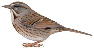 Image result for Melospiza melodia