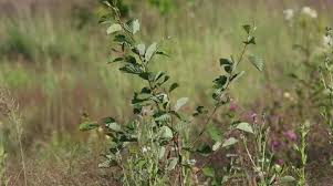 Image result for Hippolais caligata