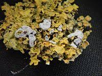 Attēlu rezultāti vaicājumam “Badhamiopsis macrospora”