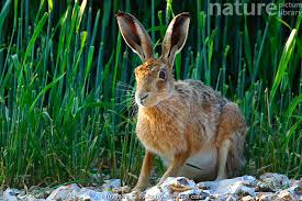 Attēlu rezultāti vaicājumam “Lepus europaeus”