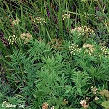 Attēlu rezultāti vaicājumam “Cicuta virosa”