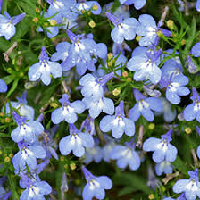 Image result for Lobelia erinus