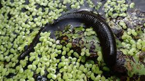 Attēlu rezultāti vaicājumam “Haemopis sanguisuga”