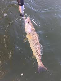 Image result for Cynoscion regalis