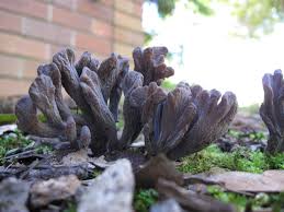 Attēlu rezultāti vaicājumam “Clavulina cinerea”