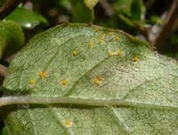 Attēlu rezultāti vaicājumam “Pucciniastrum areolatum”