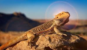 Image result for reptile scales