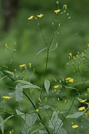 Attēlu rezultāti vaicājumam “Lapsana communis flower”