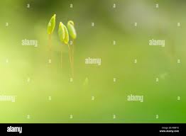 Attēlu rezultāti vaicājumam “Pohlia cruda sporophyte”