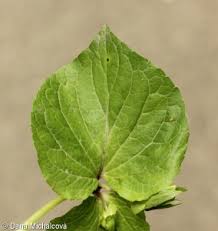 Attēlu rezultāti vaicājumam “Viola mirabilis”