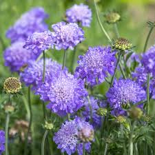 Attēlu rezultāti vaicājumam “Knautia arvensis fruit”