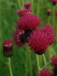 Attēlu rezultāti vaicājumam “Cirsium x rigens flower”