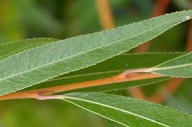 Attēlu rezultāti vaicājumam “Salix x sepulcralis”