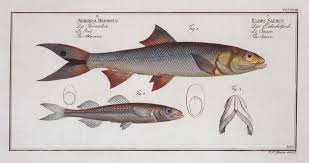 Image result for Elops saurus