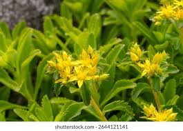 Attēlu rezultāti vaicājumam “Sedum aizoon”