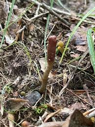Attēlu rezultāti vaicājumam “Cordyceps ophioglossoides”